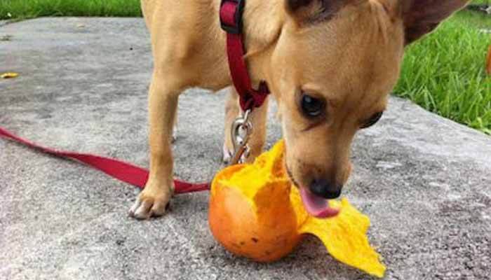 Can dogs eat mango