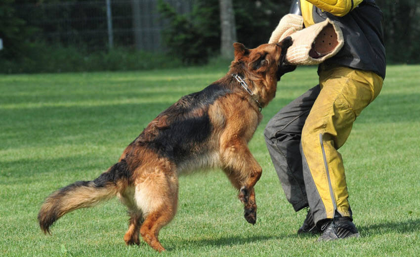 German shepherd training