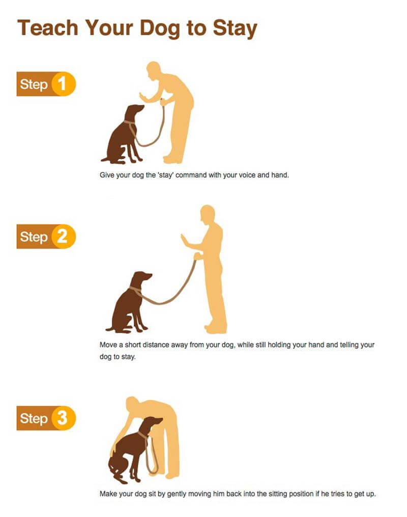 How To Teach A Dog To Stay