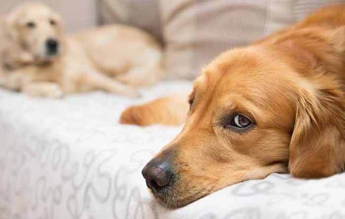 Is melatonin safe for dogs