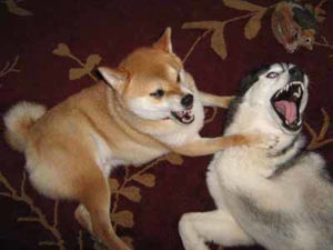 dog Aggression between dogs in the house