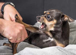 dog Aggression in Fear