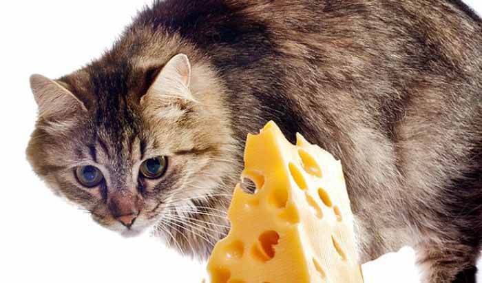 Can Cats Eat Cheese