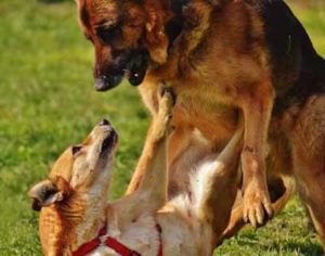 Dog Aggression to Dominate