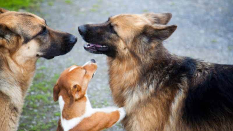 aggressive dog training tips