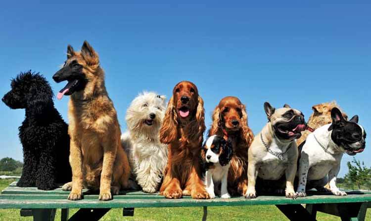 Dog Behavior Problems Understanding Dog Behavior