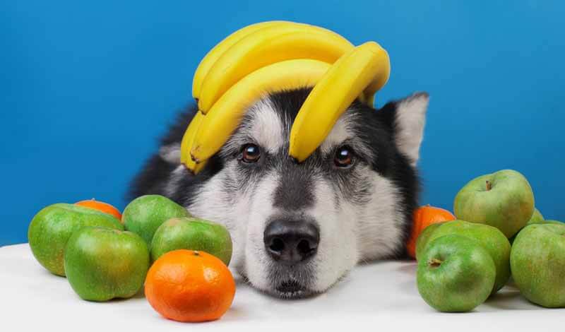 What Fruits Can Dog Eat