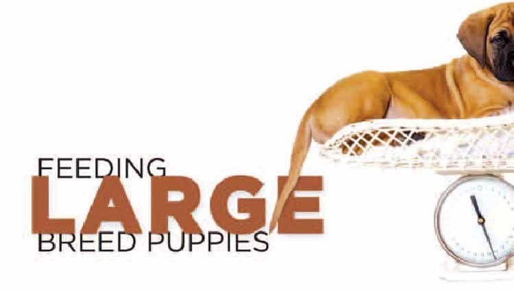 choose large breed puppy foods