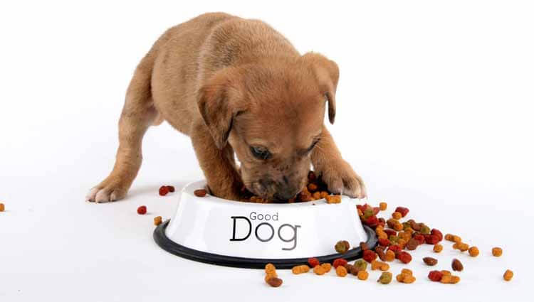 How to Choose Large Breed Puppy Foods