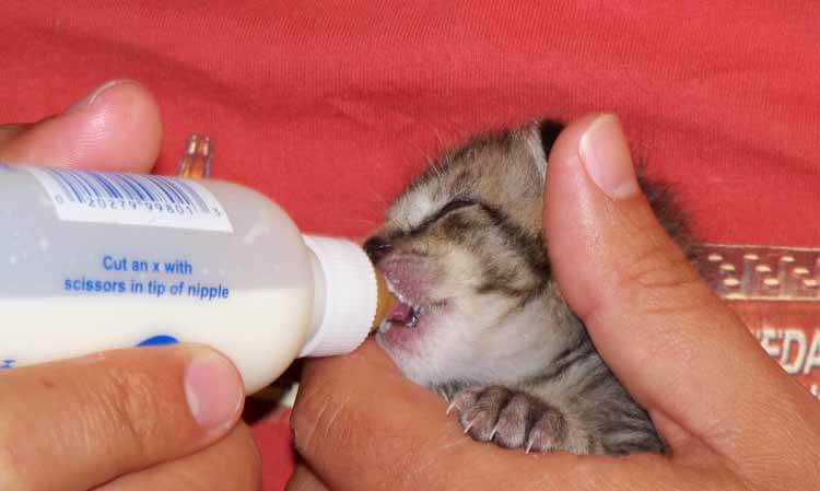 feeding newborn kittens