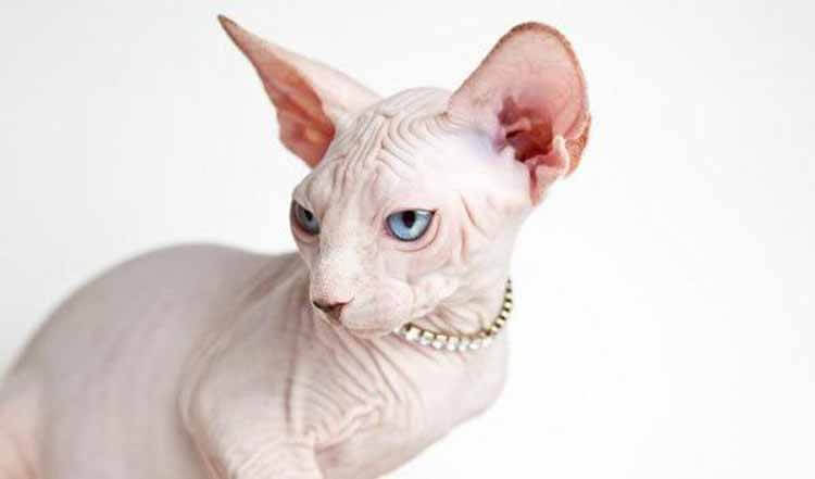 How to Take Care Hairless Cats