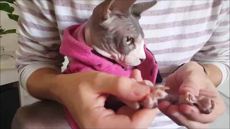 Take Care of Hairless Cats