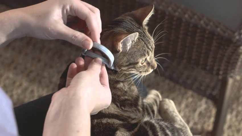 Seresto Cat Collar Review