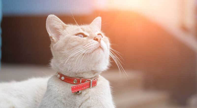 Seresto Cat Collar Reviews